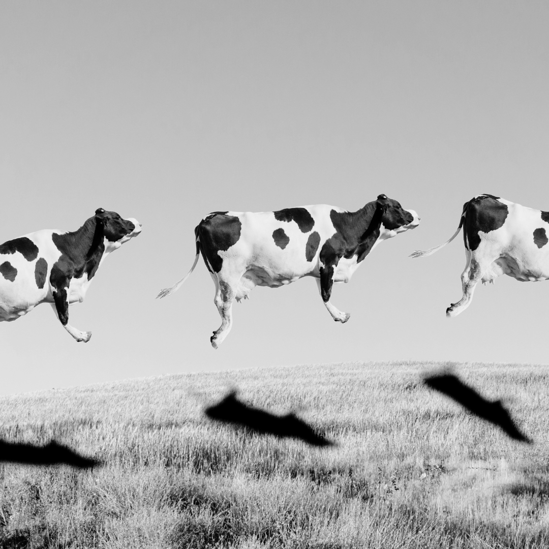 The New Status Symbol: Compassion Over Cowhide